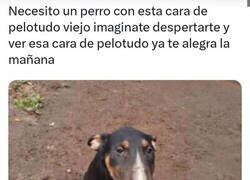 Enlace a Necesito un perro como él