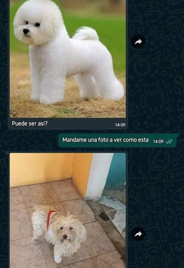 Meme_otros - Cuando le pides demasiado al 'perruquero'