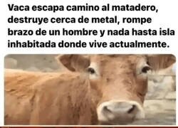Enlace a Las aventuras de esta vaca merecerían una película