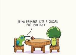 Enlace a Colibrí disléxico