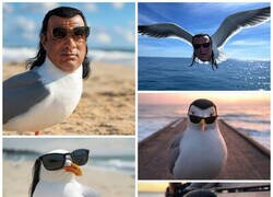 Enlace a Steven Seagull