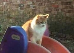 Enlace a Nunca lo entendí