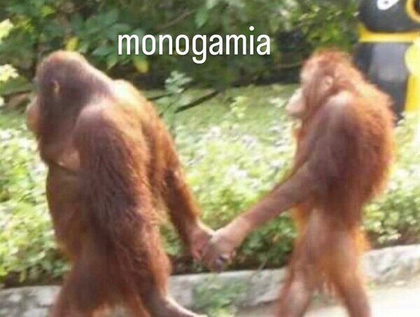 Meme_otros - La definición perfecta