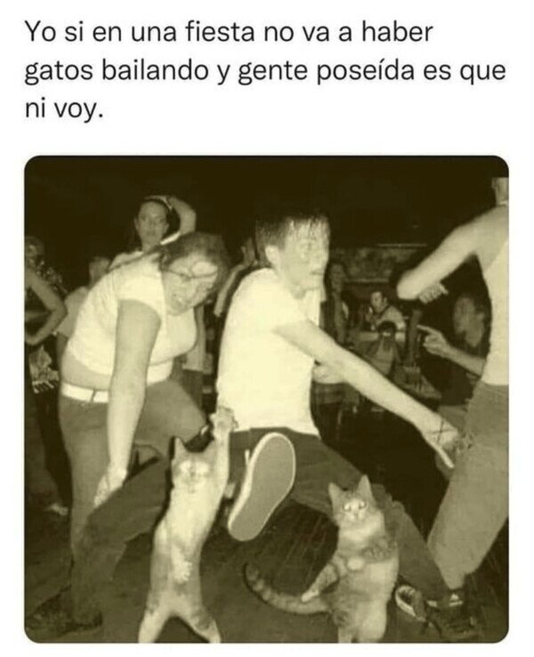 gatos,bailar,fiesta