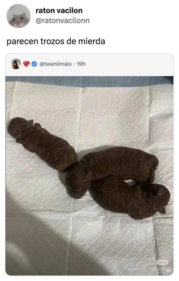Meme_otros - Adorables trozos