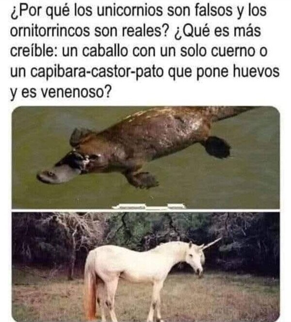 ornitorrinco,unicornios,animales,existir