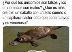 Enlace a El ornitorrinco no tiene sentido