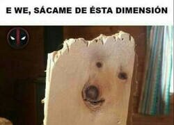 Enlace a El Firulais atrapado en una madera