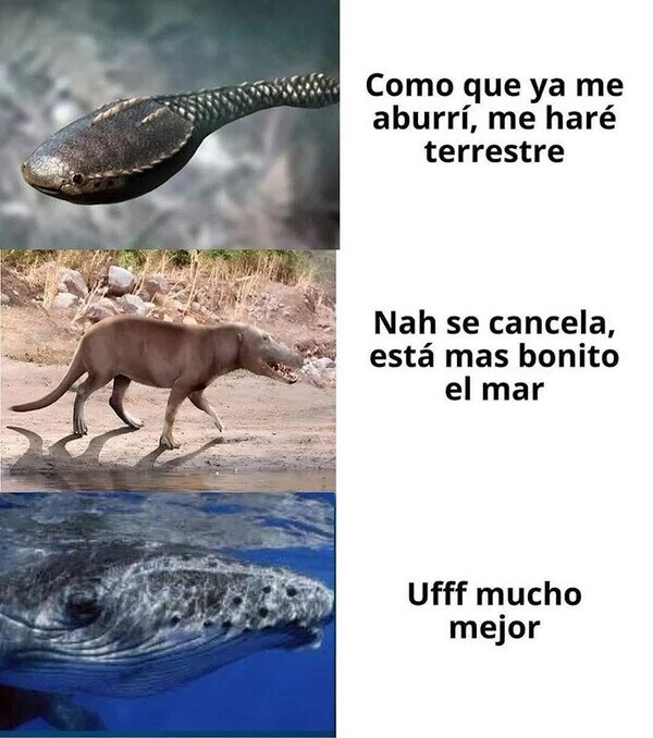 Meme_otros - Evolución extraña