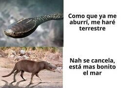 Enlace a Evolución extraña