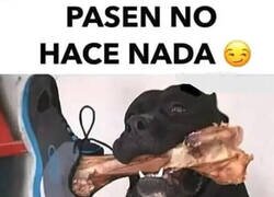 Enlace a Es inofensivo...