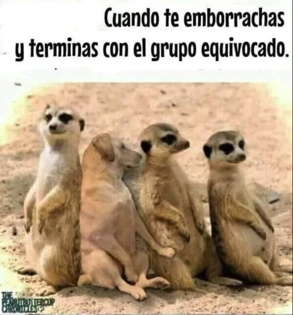 Meme_otros - ¿Cómo ha acabado ahí?