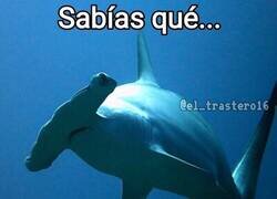 Enlace a El dato que necesitabas saber
