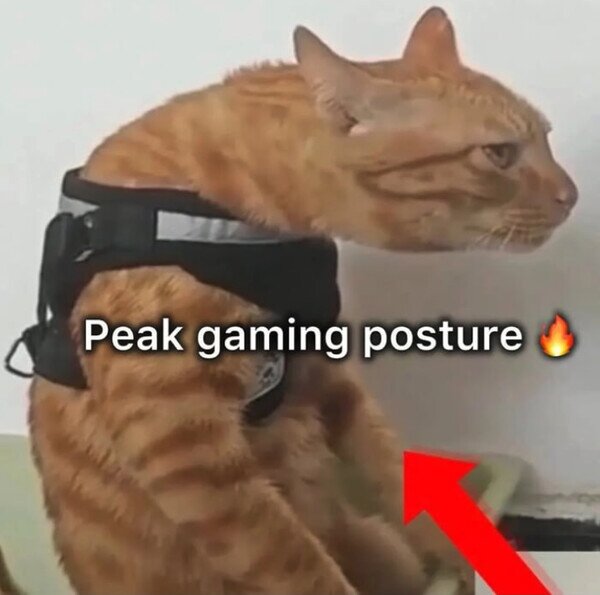 Meme_otros - El gato con espalda gamer