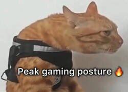 Enlace a El gato con espalda gamer