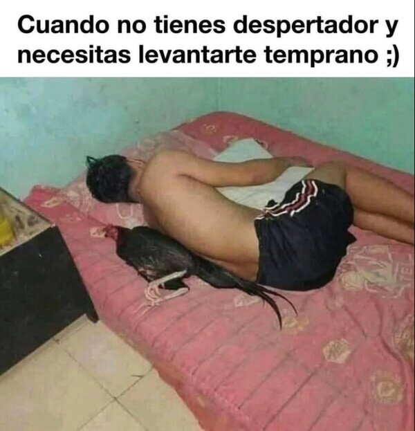 Meme_otros - Noche con el gallo