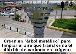 Enlace a ¿Por qué no un árbol de toda la vida?