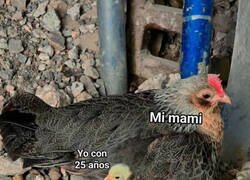 Enlace a Soy un pollito mimado