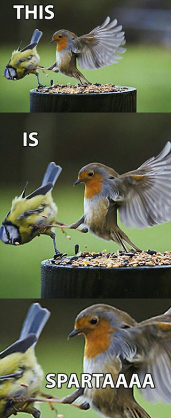Esparta,pájaros,aves