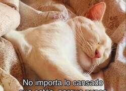 Enlace a El cansancio hecho animal