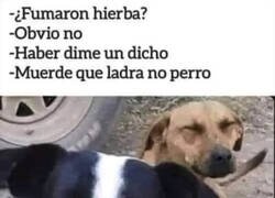Enlace a Perros fumados