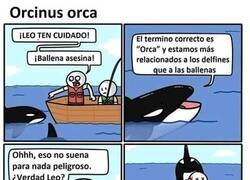 Enlace a Orcas asesinas