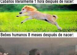 Enlace a Somos inútiles como especie