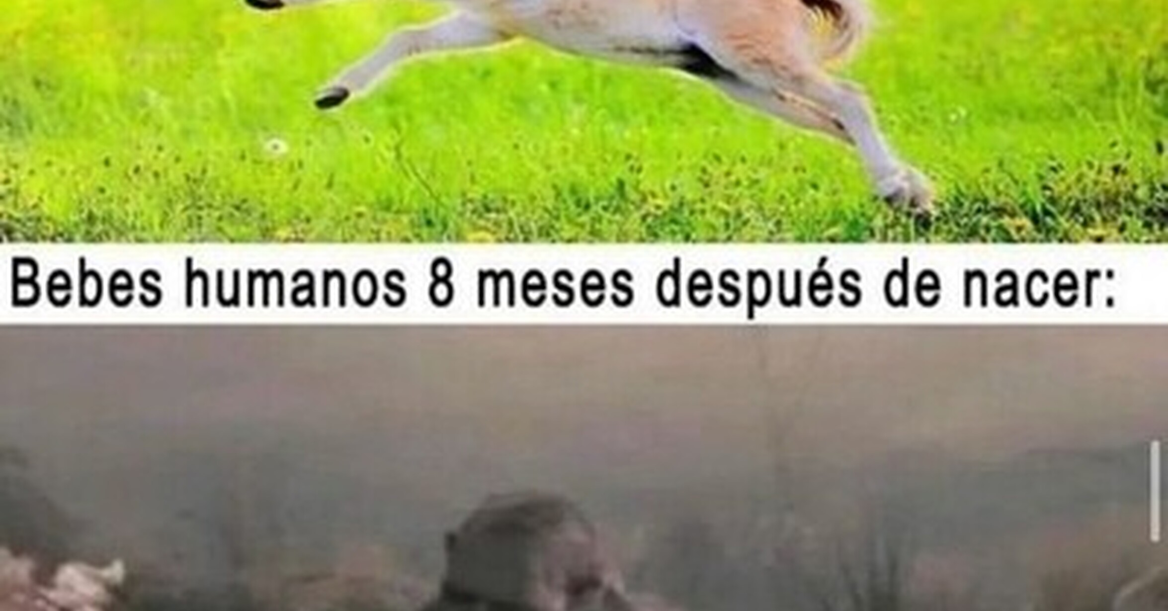 Cuánto cabrón / Somos inútiles como especie