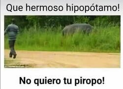 Enlace a Hipopótama feminista