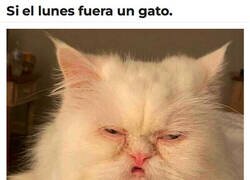 Enlace a Un gato llamado Lunes