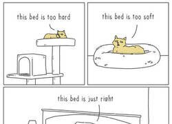 Enlace a La comodidad de un gato