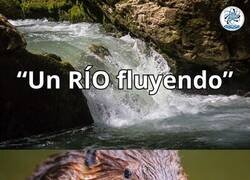 Enlace a Los castores no pueden tolerar esto