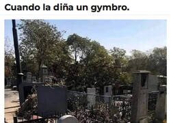 Enlace a Un gymbro que ya no levanta