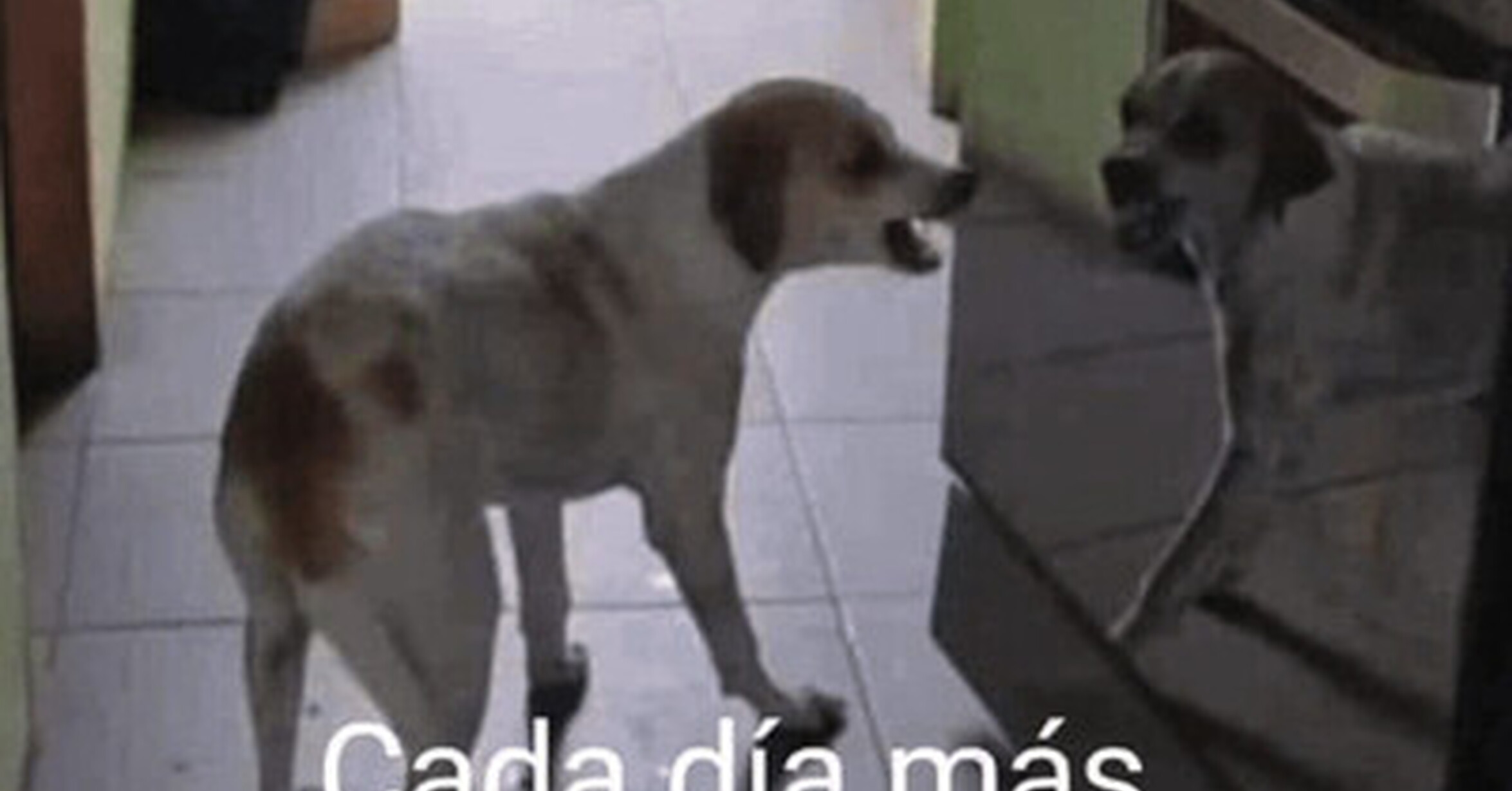 No aguanto ni a mi reflejo