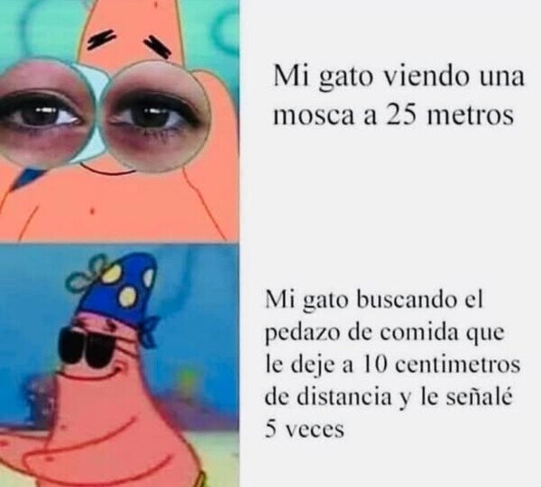 Otros - Gato listo y tonto al mismo tiempo