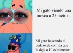 Enlace a Gato listo y tonto al mismo tiempo