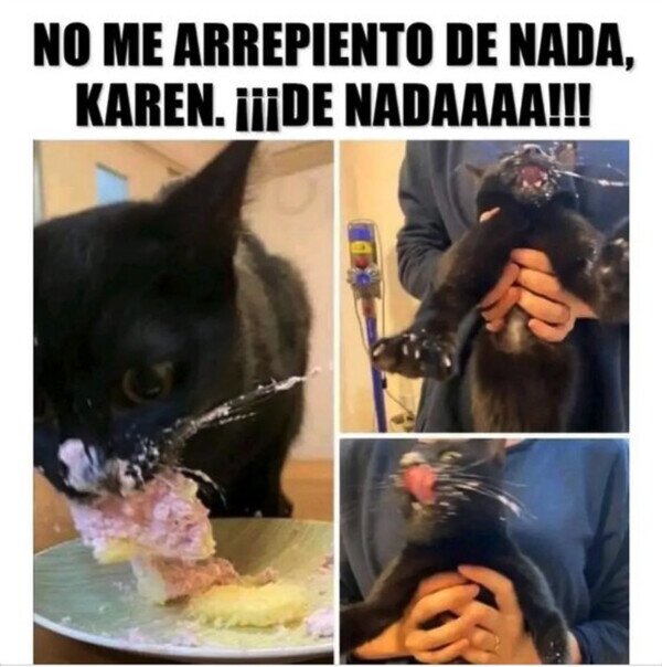 gato,karen,tarta