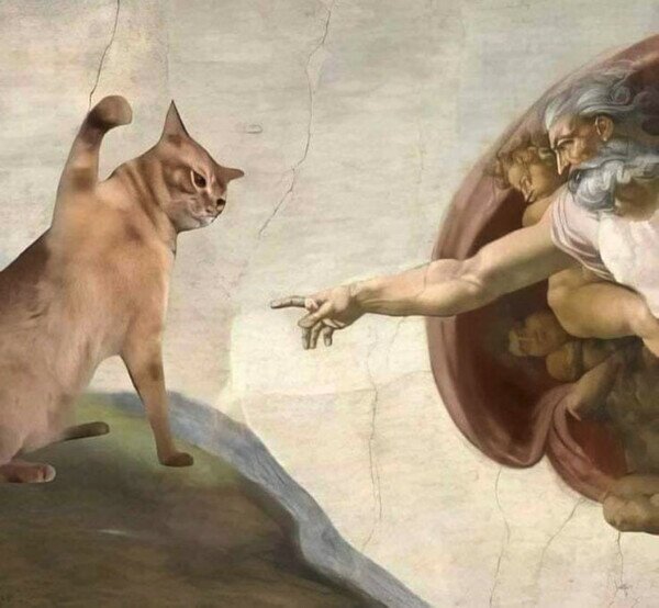 Otros - Mi gato todo el tiempo
