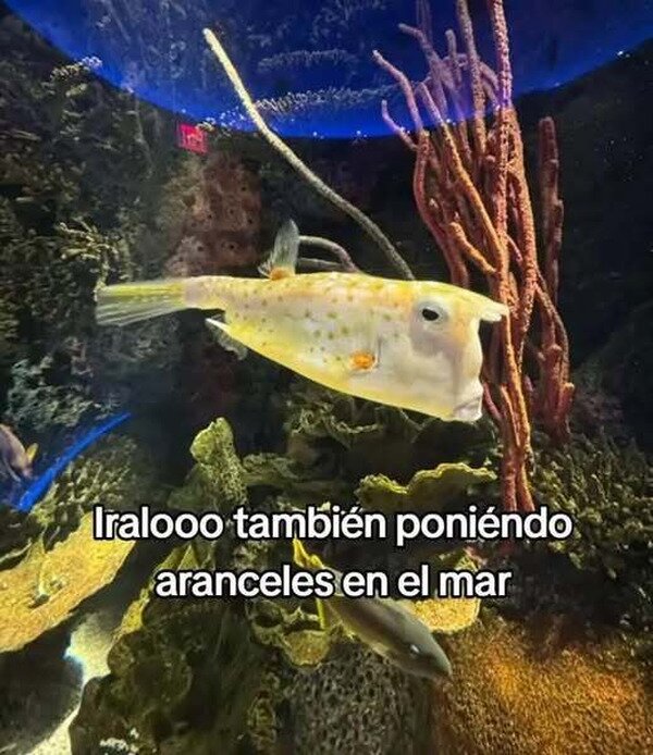 Meme_otros - El pez Trump