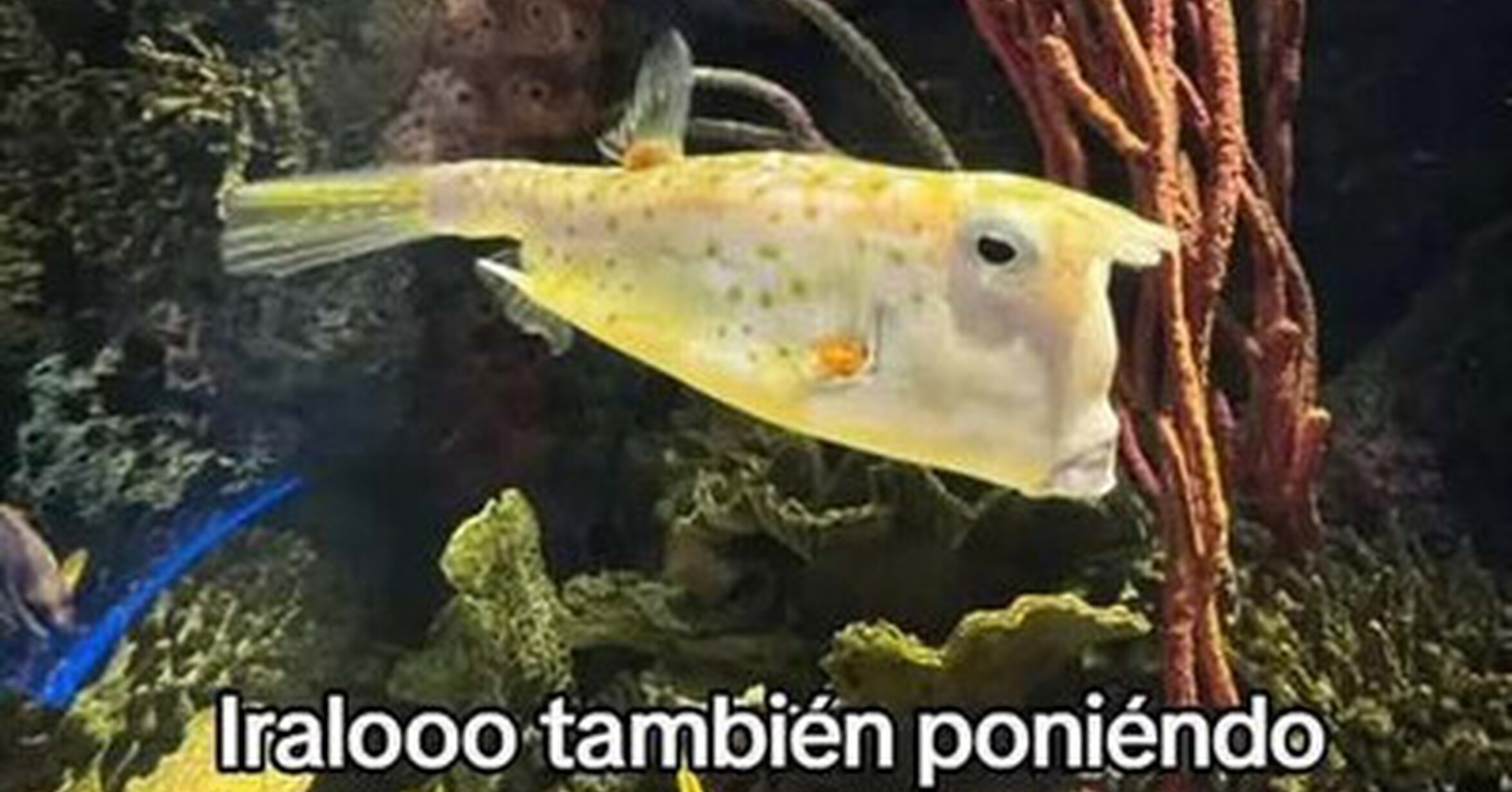 El pez Trump