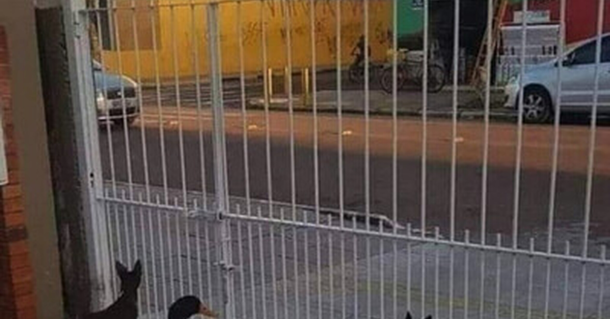 El pato infiltrado