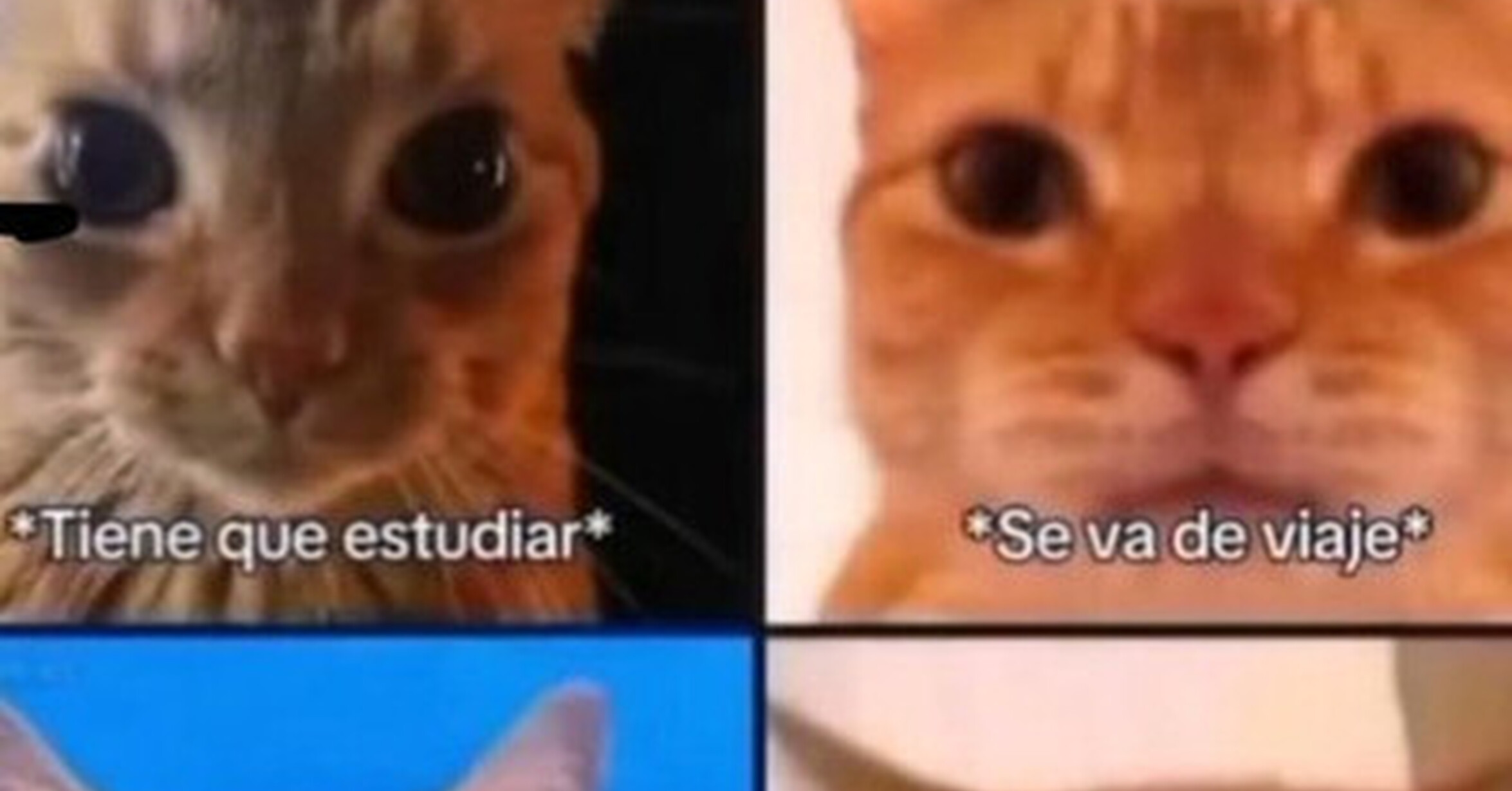 Nunca puedo salir de vacaciones con mis amigos