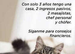 Enlace a El experto en finanzas