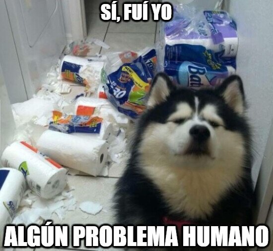 Meme_otros - No, ningún problema, mi querido amigo