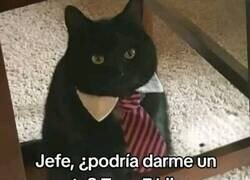 Enlace a Problemas gatunos