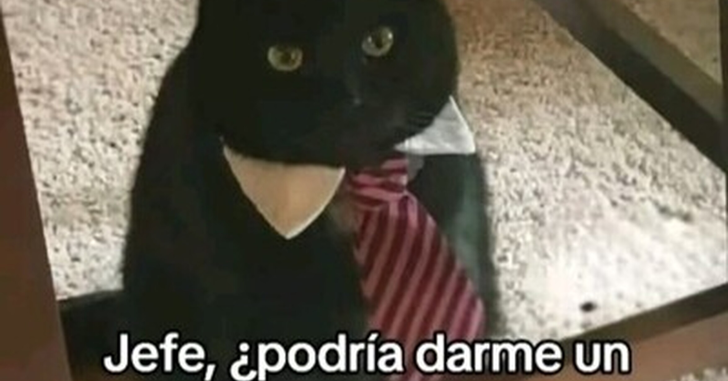 Problemas gatunos