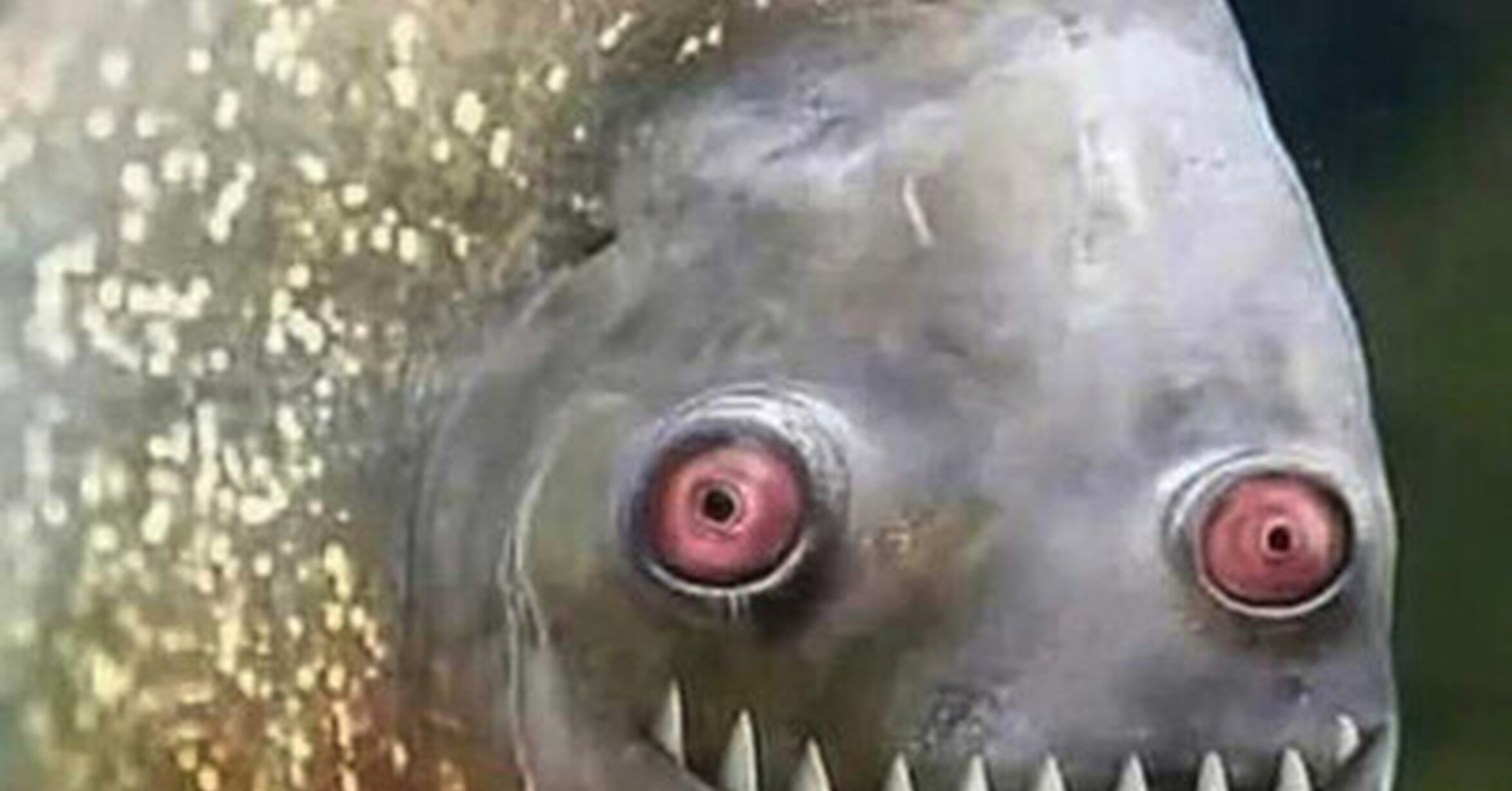 Se te queda cara de piraña