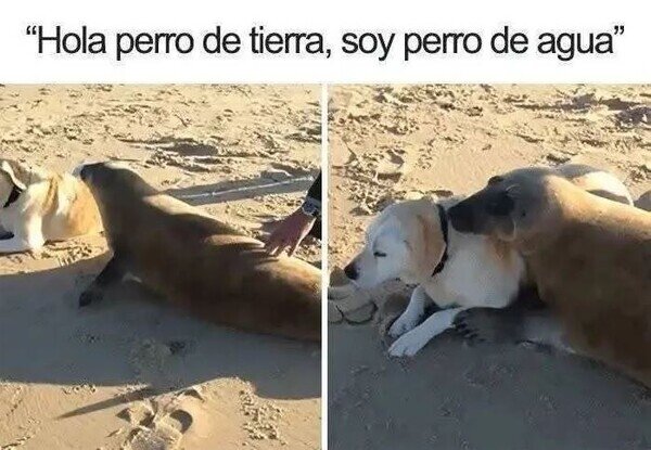 CC_2817565_33ec082f35914b2db3459374b6dc3604_meme_otros_tipos_de_perros.jpg