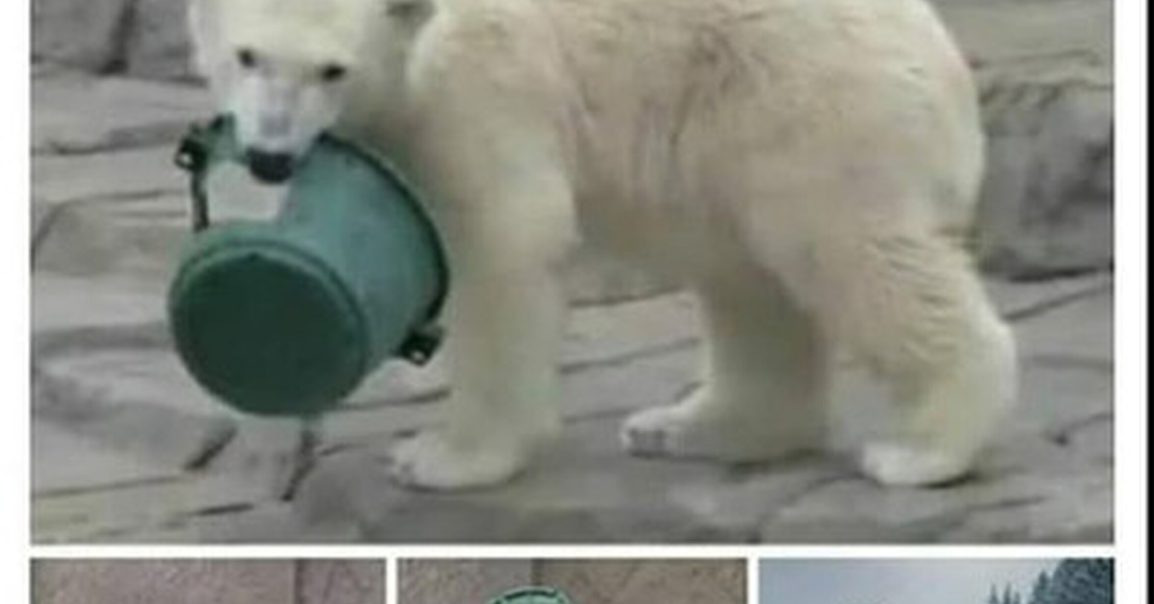 Oso ruso siempre será oso ruso
