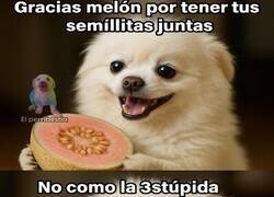 Enlace a Gracias melón